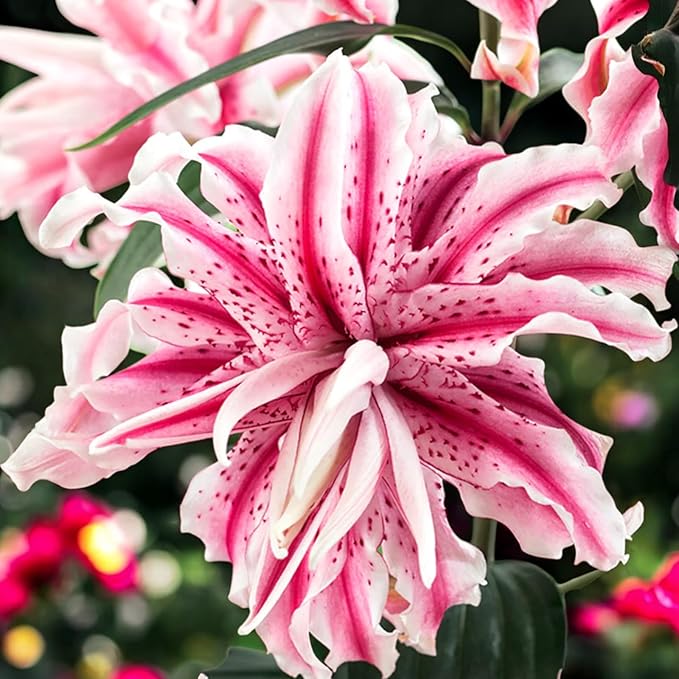 Oriental Lily Magic Star Bulbs  1