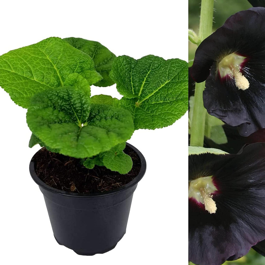 Hollyhock Plant Nigra - Black Alcea Rosea Hollyhock Plant 'Nigra' image1 2
