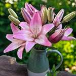 Oriental Lily Rosellas Dream Bulbs  2
