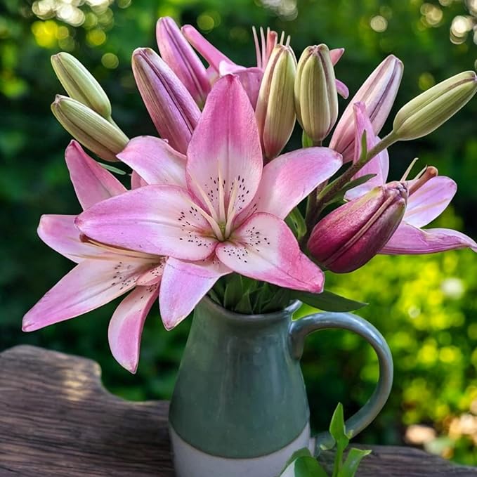 Oriental Lily Rosellas Dream Bulbs  2