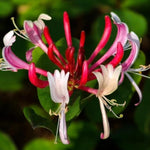 Lonicera Red World  3