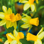Narcissus Tete a Tete Dwarf Daffodil Bulbs  3