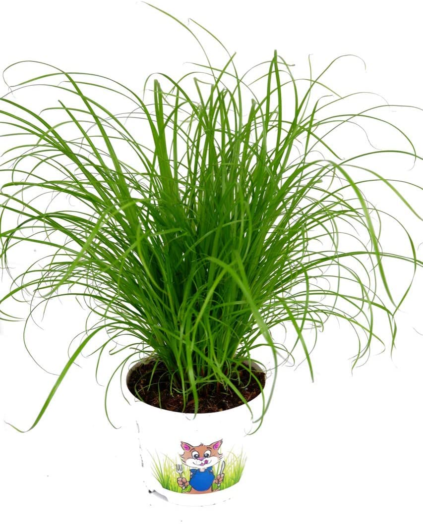 Cat Grass Cyperus Zumula 71BwYvVP4fL._AC_SL1280_ 3
