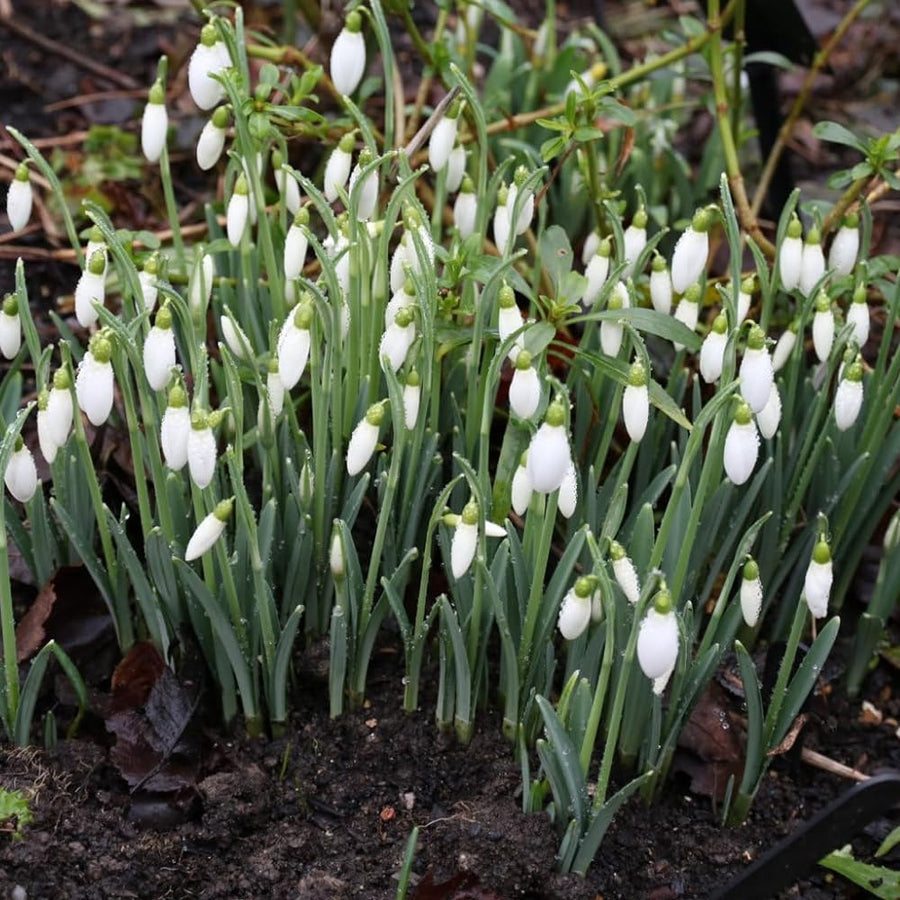 3 x Snowdrop Flower Plants 3 x Snowdrop Flower Plants image3 3