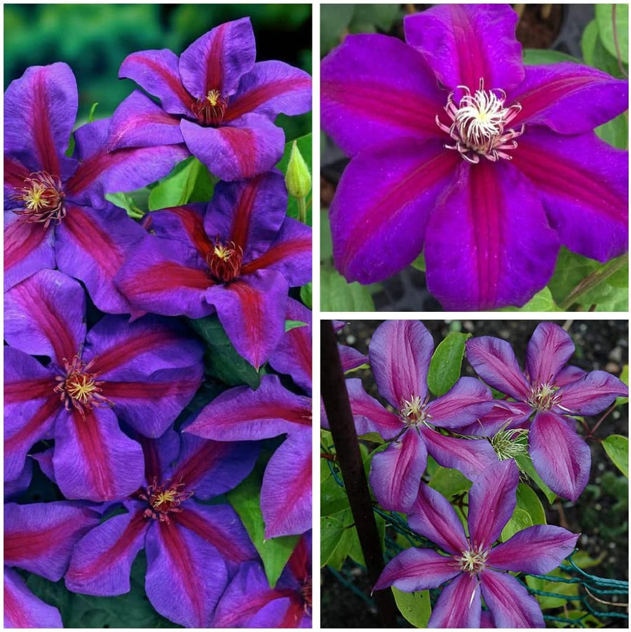 Clematis Mrs N Thompson Clematis Mrs N Thompson image1 3