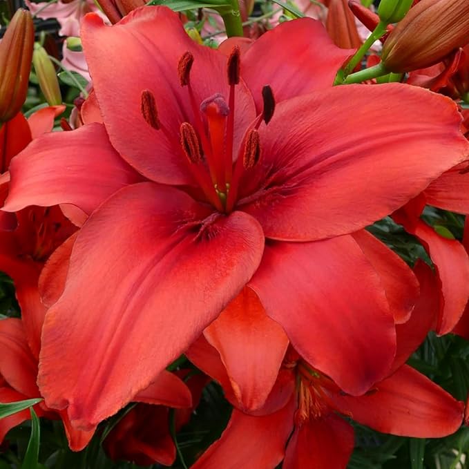 Oriental Lily Red Highland Bulbs  2