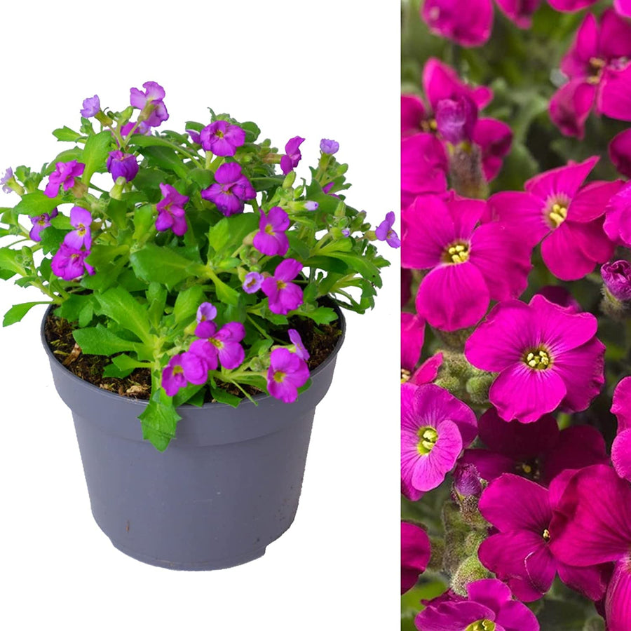 Aubretia Audrey Red Aubretia Audrey Red image1 2