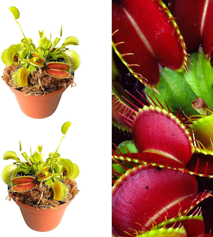 Venus Fly Trap (2 Plants) 5.5cm Venus Fly Trap (2 Plants) image1 2