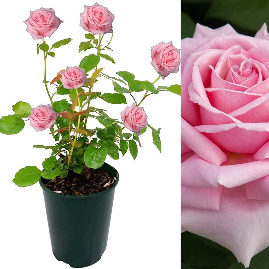 Pink Rose Bush - Frederic Mistral 71Dr8ttf7PL._AC_SL1500_ 2
