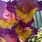 Gladiolus Bulbs Dynamite  2