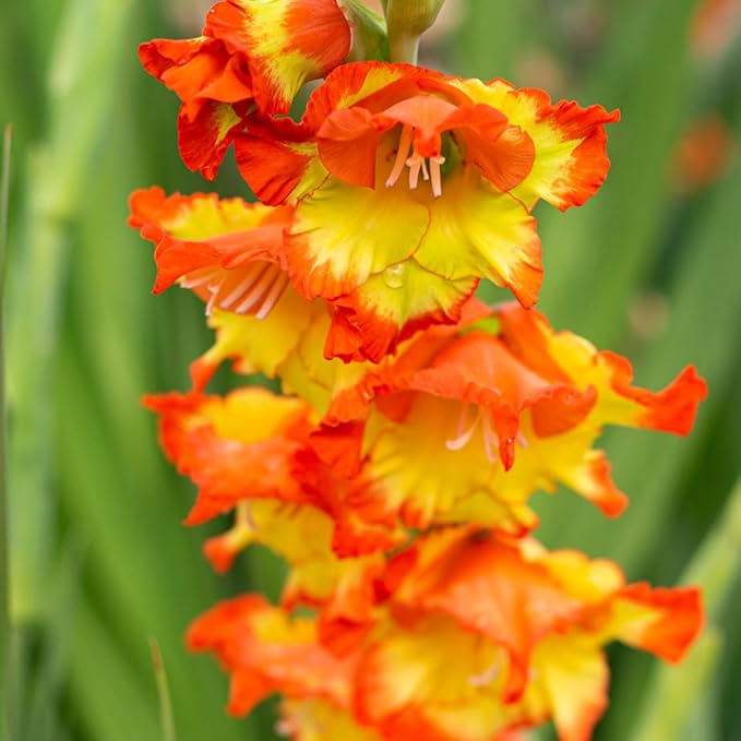 Gladiolus Bulbs Princess Margaret Rose  2