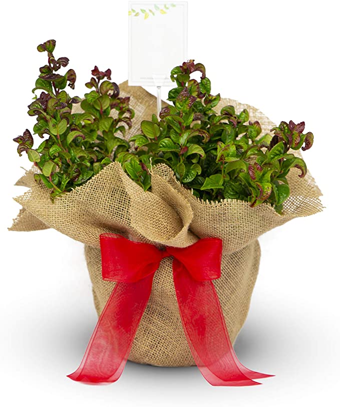 Leucothoe Curly Ruby Red 40th Wedding Gift Wrapped Plant Leucothoe Curly Ruby Red - 40th Wedding Gifts image1 1