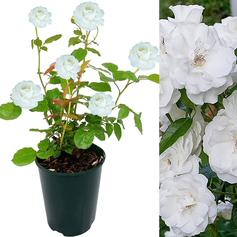 White Rose Bush - Iceberg 71Ev3iesjYL._AC_SL1500_ 2