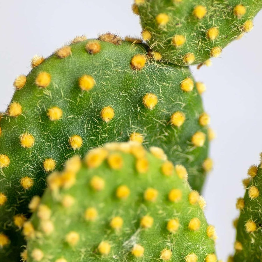 Bunny Ears Cactus - Opuntia Microdasys 71F81qz3iIL._AC_SL1500_ 2