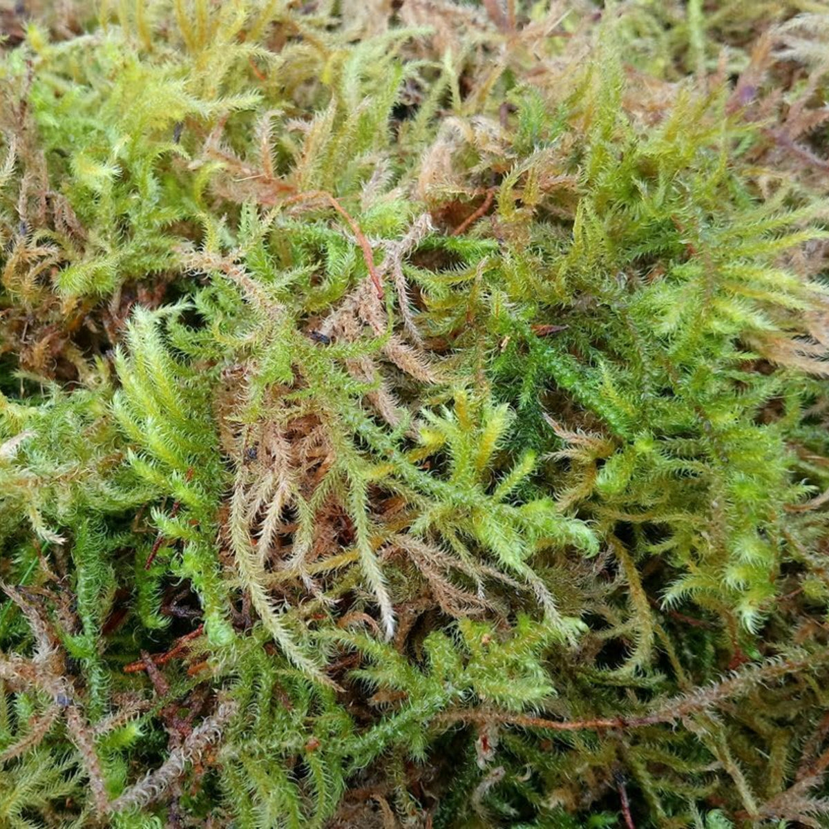 Fresh Natural Sphagnum Moss  1