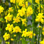 Jasmine Nudiflorum  1