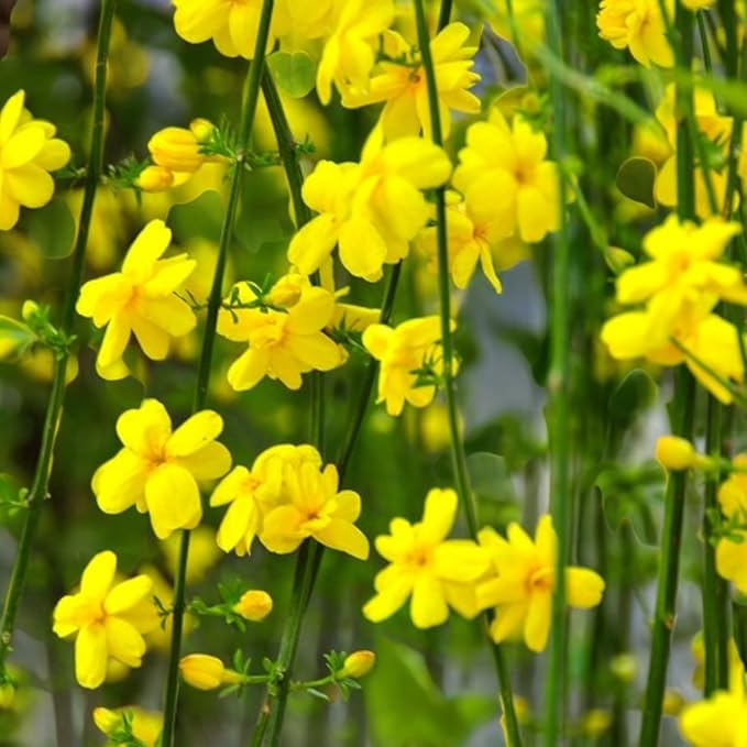 Jasmine Nudiflorum  1