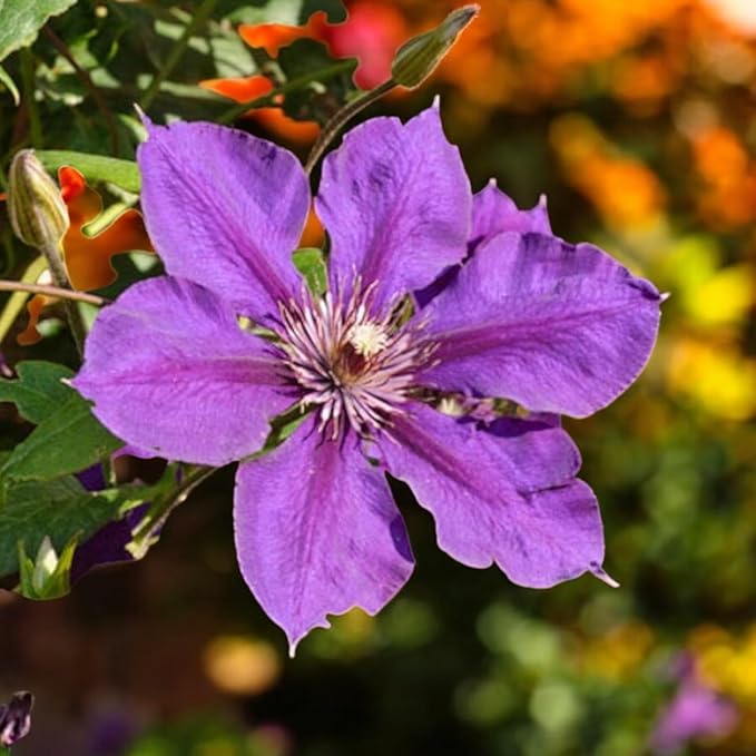 Clematis Gypsy Queen  2
