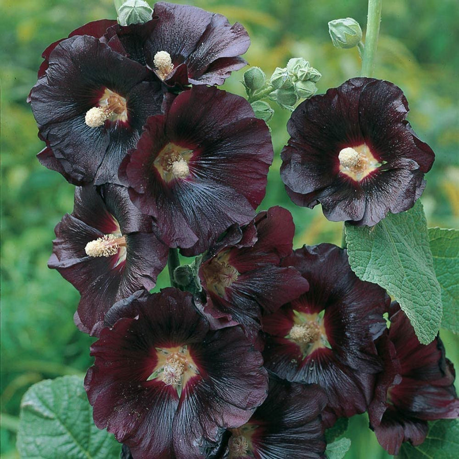 Hollyhock Plant Nigra - Black Alcea Rosea Hollyhock Plant 'Nigra' image4 4