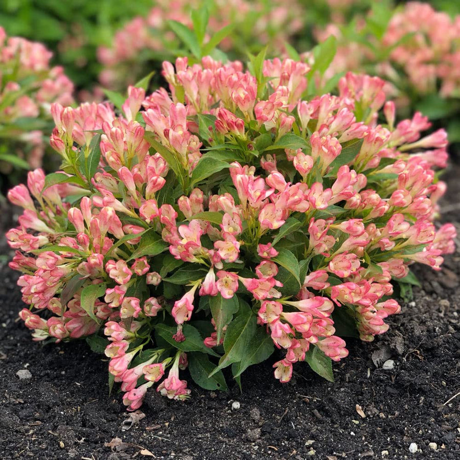 Weigela 'All Summer Peach' Weigela 'All Summer Peach' image1 1