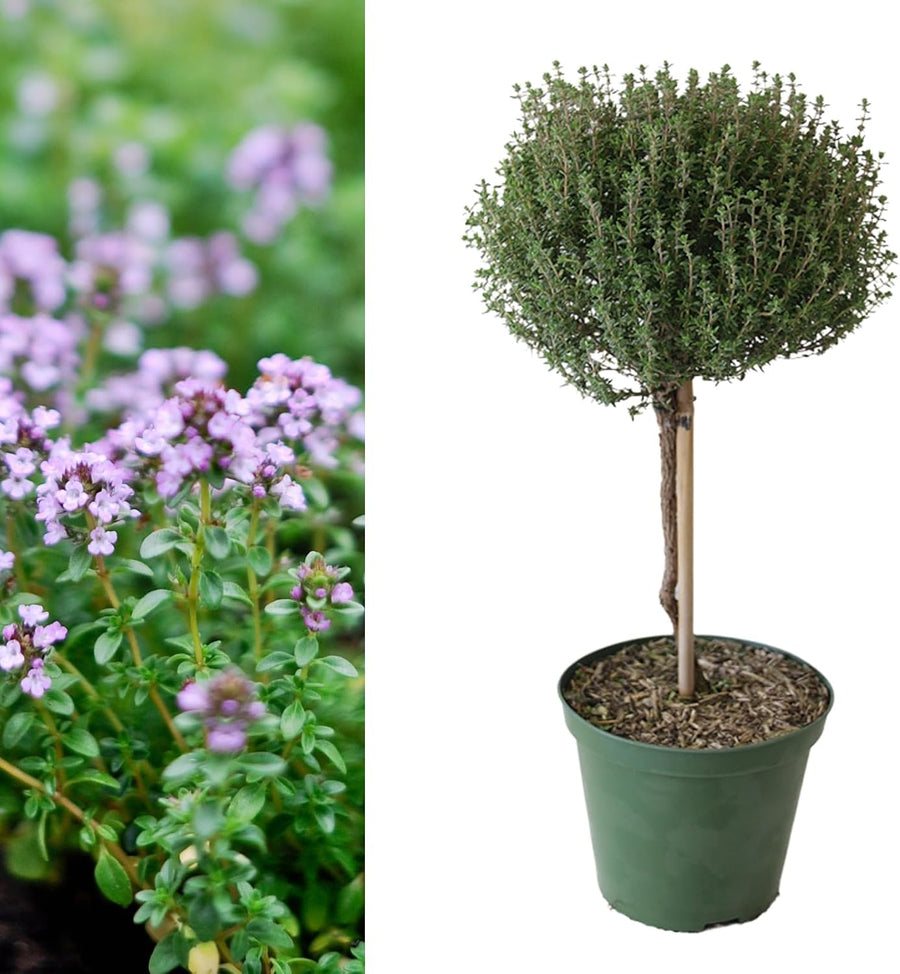 Thyme Lollipop Tree  4