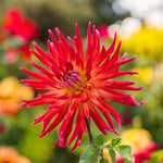 Dahlia Bora Bora Bulbs  1