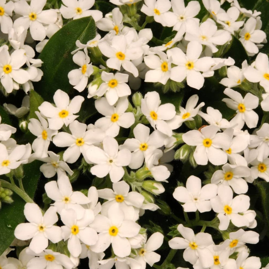 Forget Me Not 'Mon Amie White' Myosotis 'Mon Amie White' image1 1