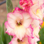 Gladiolus Bulbs Priscilla  2