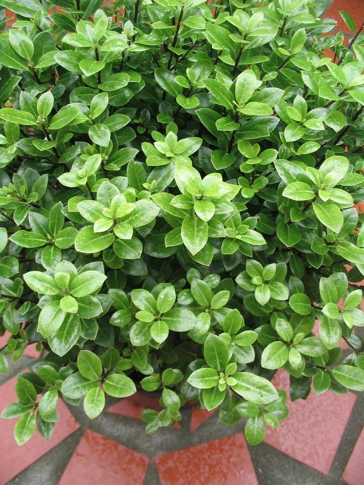 Pittosporum tenuifolium 'Golf Ball' Pittosporum tenuifolium 'Golf Ball' image3 3