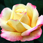 Peace Bare Root Rose  2
