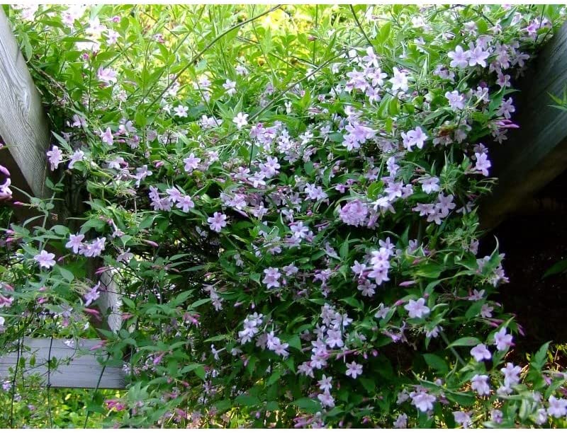 Jasmine X Stephanense Starry Starry Summer Scent 71IkcwAZUuL._AC_ 4