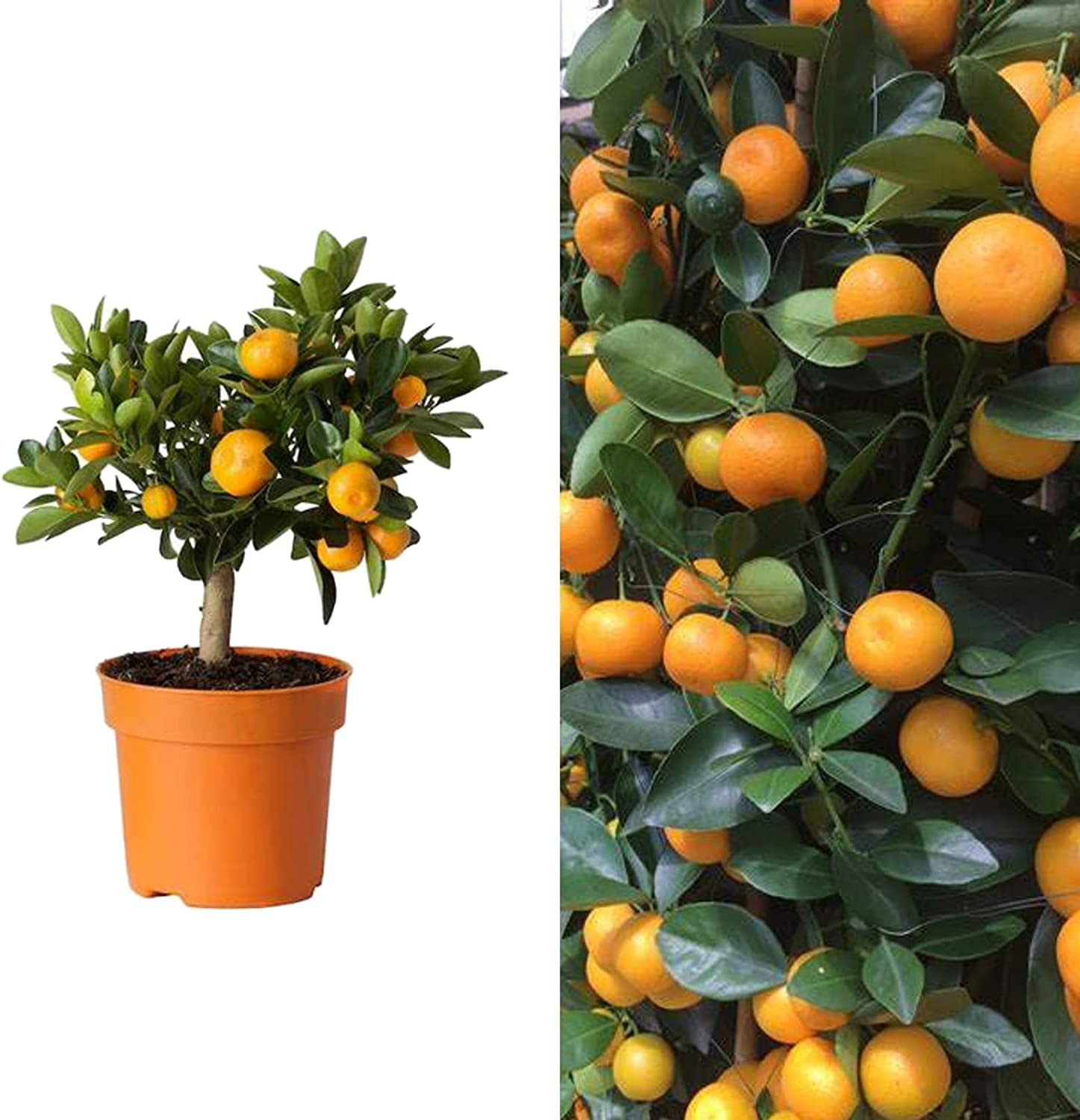 AH Geurende plant bestellen | Albert Heijn AH Geurende plant bestellen | Albert Heijn