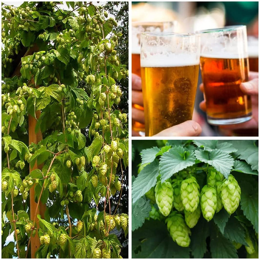 Hops Plant - Humulus Lupulus 71JYuG0Vm4L._AC_SL1080_ 1