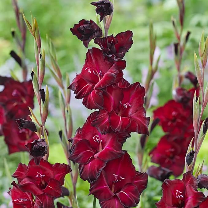 Gladiolus Bulbs Black Star  3