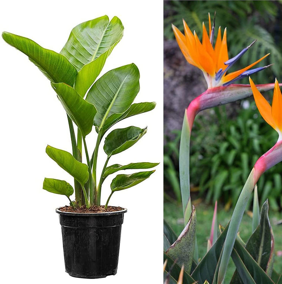 Strelitzia Bird of Paradise 71JtPEgeSIL._AC_SL1500_ 2