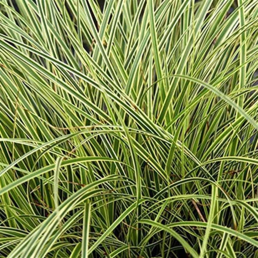 Carex brunnea 'Jenneke' x 3 Sedge Plants 71Kb3lkUJ9L._AC_ 3