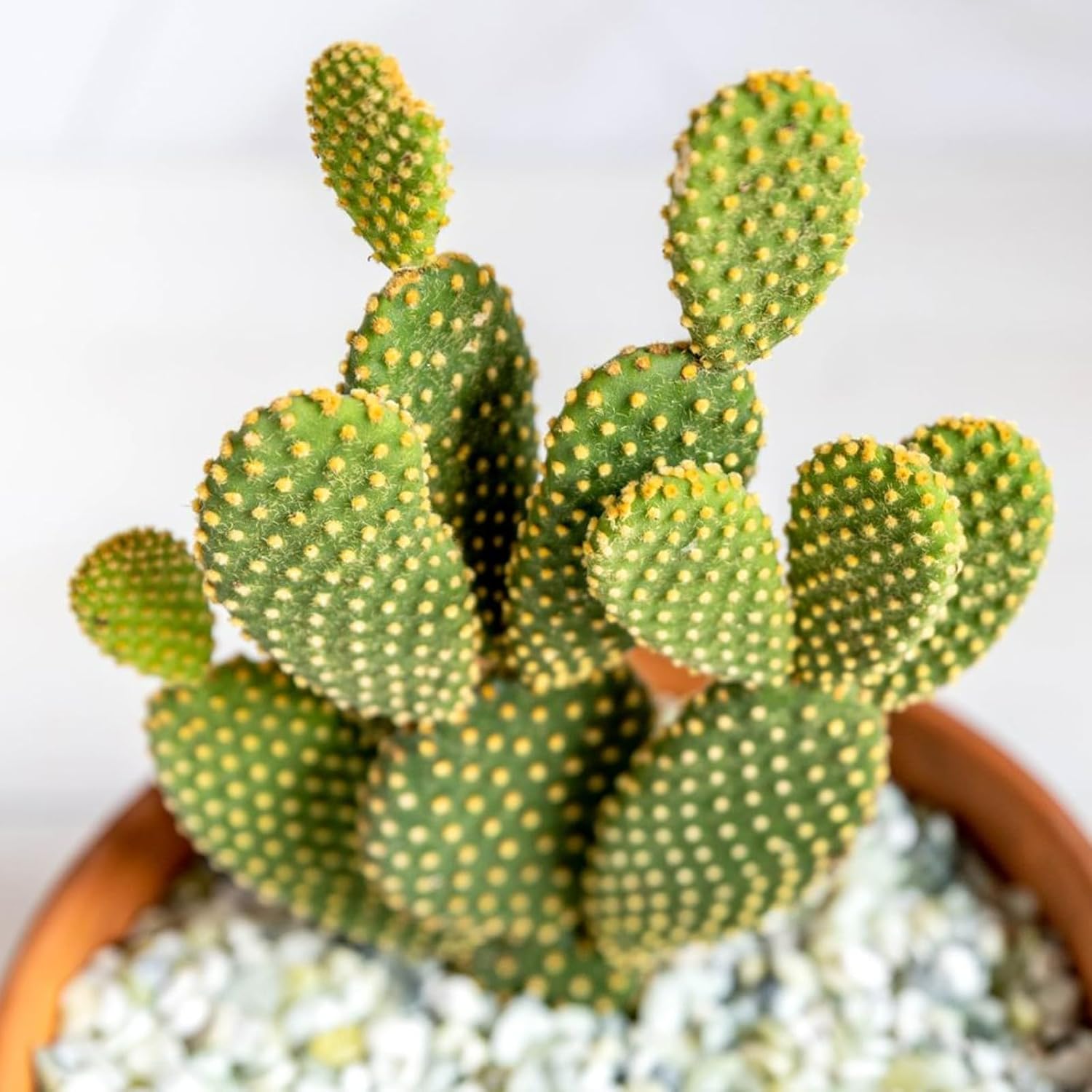 Bunny Ears Cactus Opuntia Microdasys