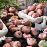 Gladiolus Bulbs Dynamite  4