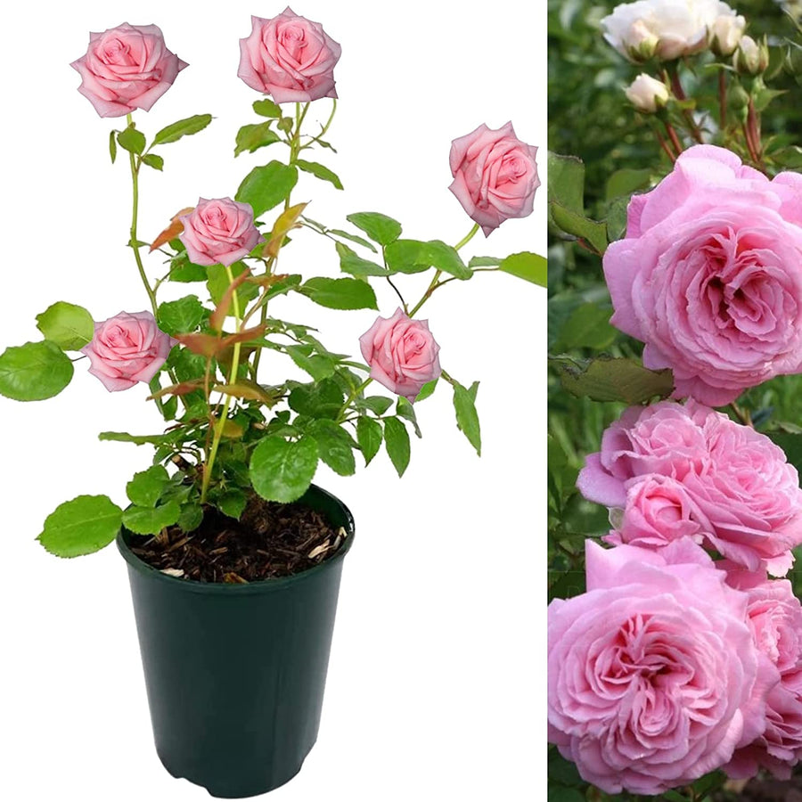 Pink Rose Bush - Countess Marie Henriette 71LgX72XE4L._AC_SL1500_ 2