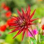 Dahlia Bora Bora Bulbs  2