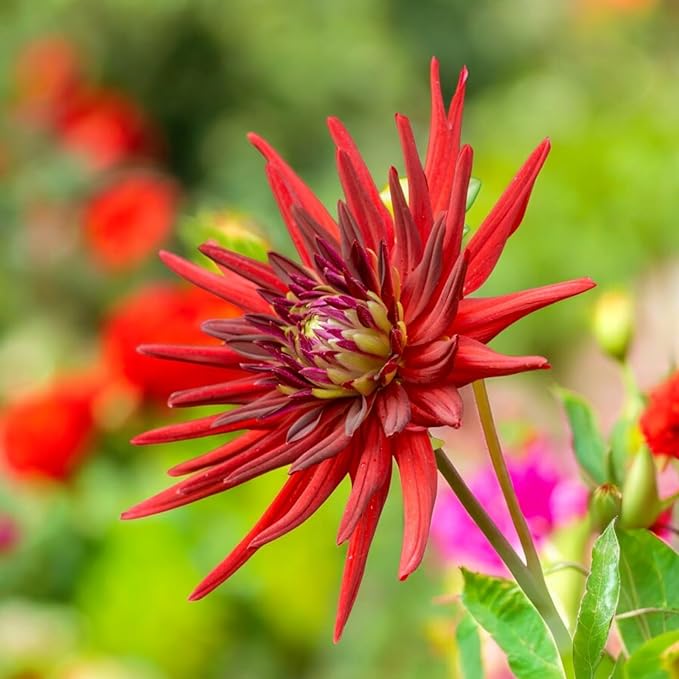 Dahlia Bora Bora Bulbs  2