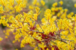 Kangaroo Paw Beauty Houseplant  6