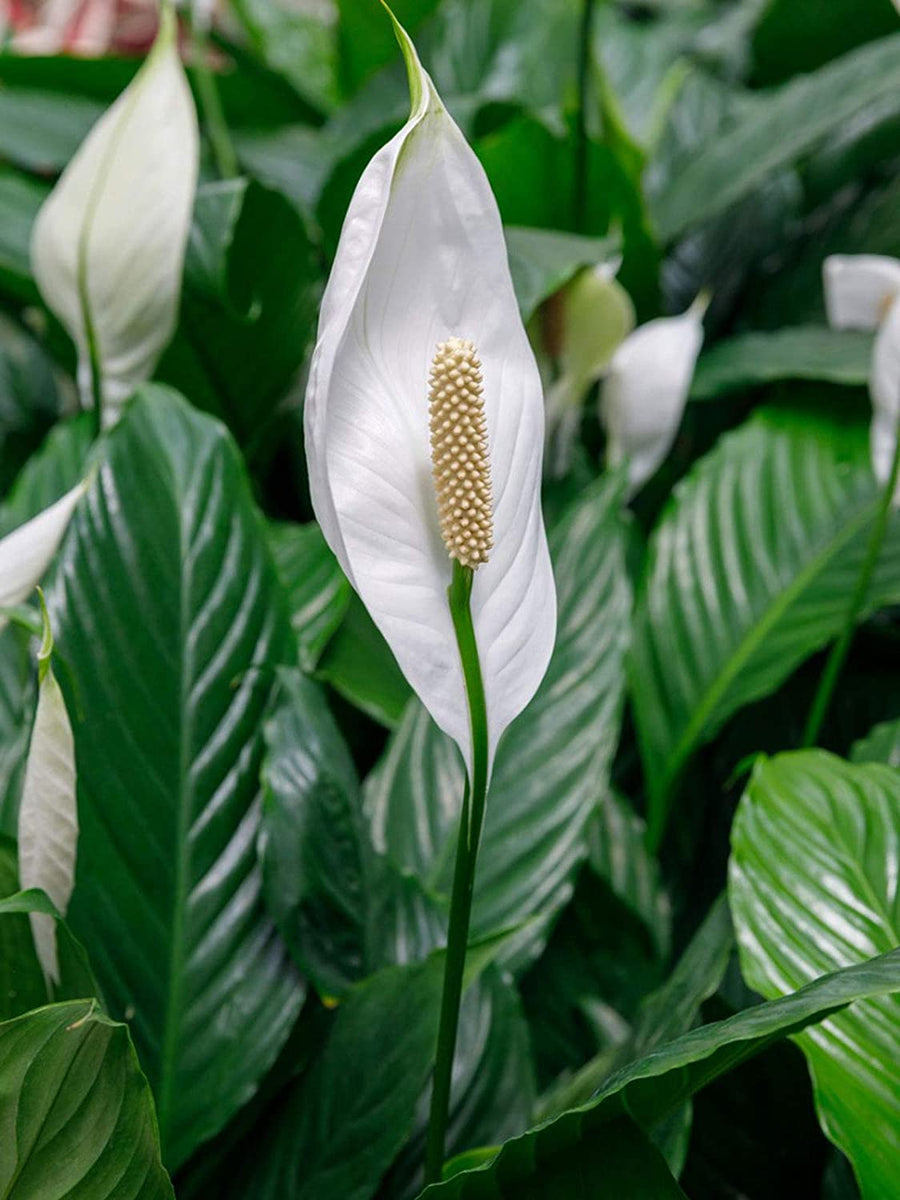 Spathiphyllum Peace Lily in Hessian Gift Wrap Spathiphyllum Peace Lily in Hessian Gift Wrap image2 2