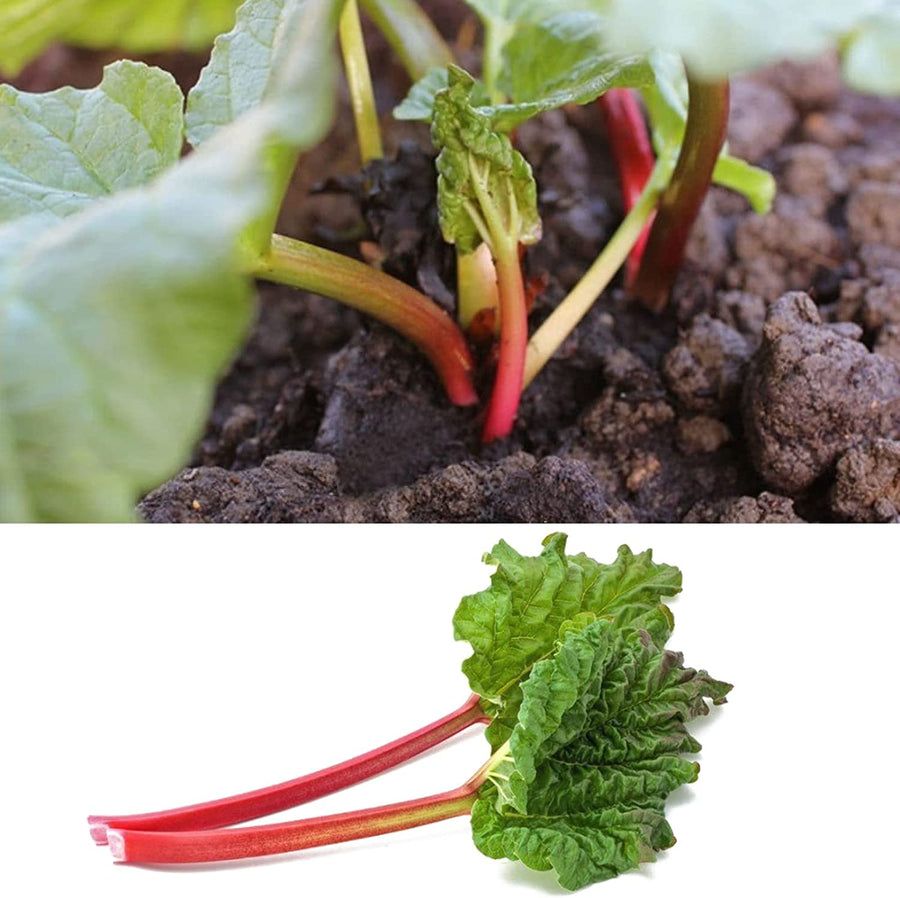 Fulton's Strawberry Surprise Rhubarb Bare Root Crown  3