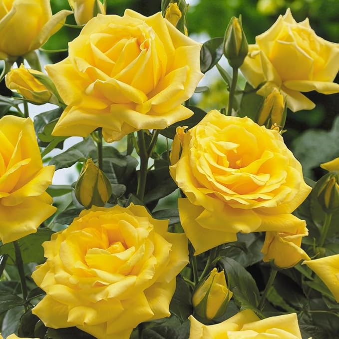 Arthur Bell Bare Root Rose  2