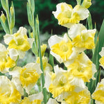 Gladiolus Bulbs Buggy'  2