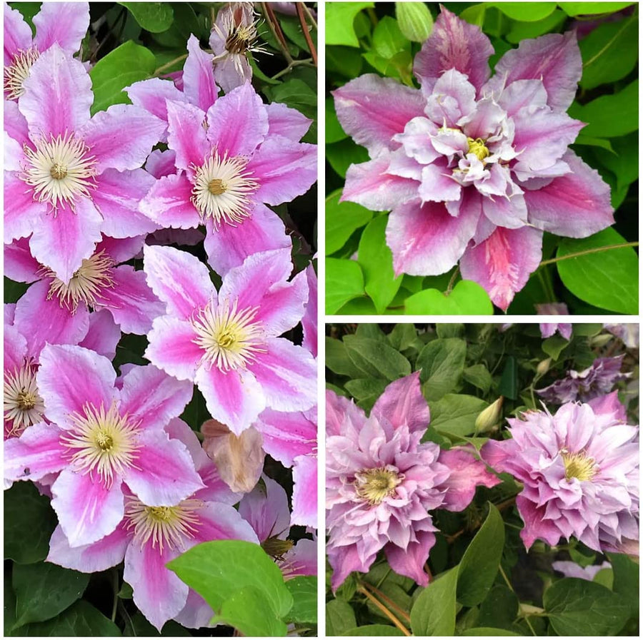 Clematis Piilu Climbing Clematis Piilu Climbing image1 1