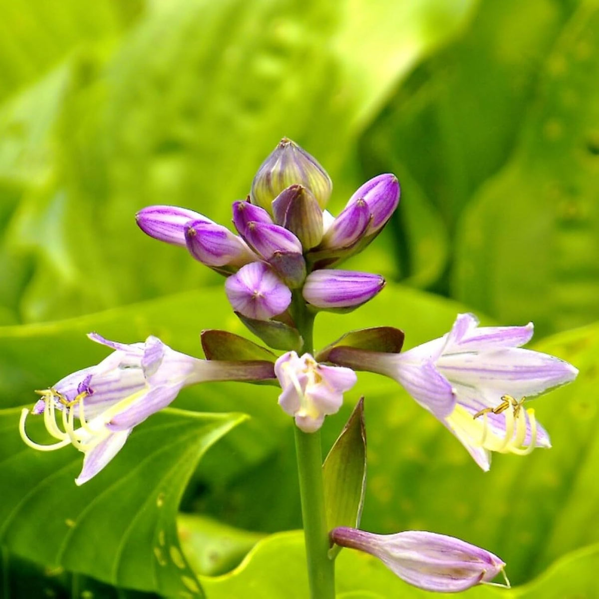 Hosta Sum and Substance (2 Plants)  3
