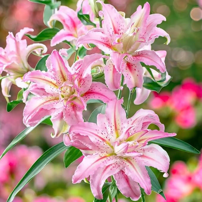 Oriental Lily Broken Heart Bulbs  4