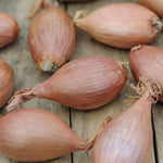 Shallot Sets  6